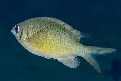Chromis weberi - Mabini, Batangas, Philippines