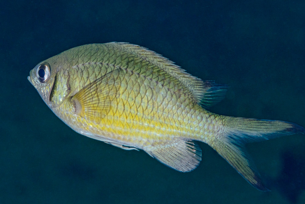 Chromis weberi - Mabini, Batangas, Philippines