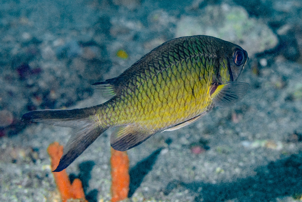 Chromis weberi - Mabini, Batangas, Philippines