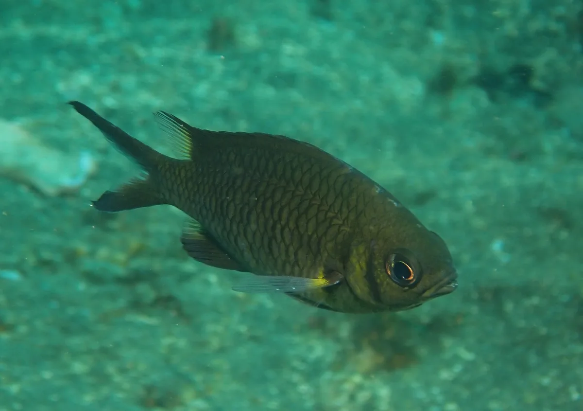 Chromis weberi - Les Village