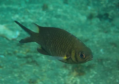 Chromis weberi - Les Village