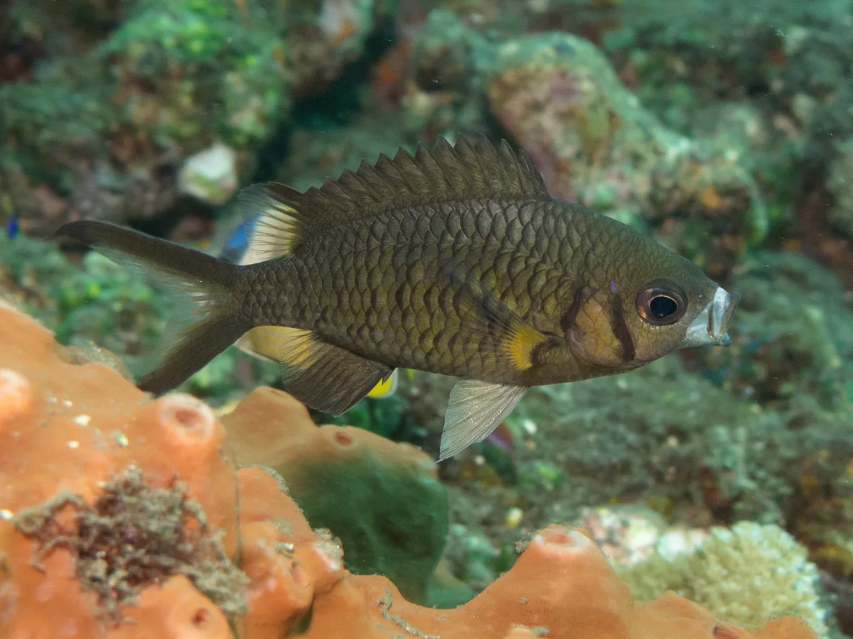 Chromis weberi - Karangasem Regency, Bali, Indonesia