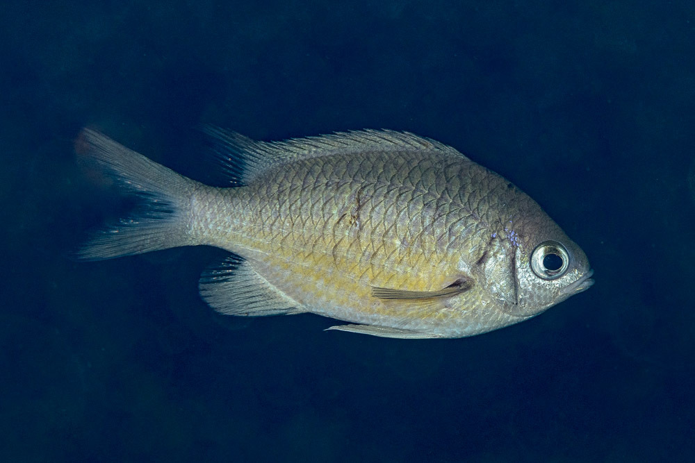Chromis weberi - Mabini, Batangas, Philippines