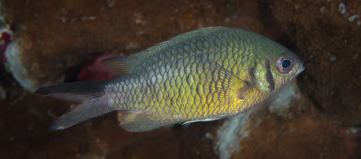 Chromis weberi - Wakatobi Reefs