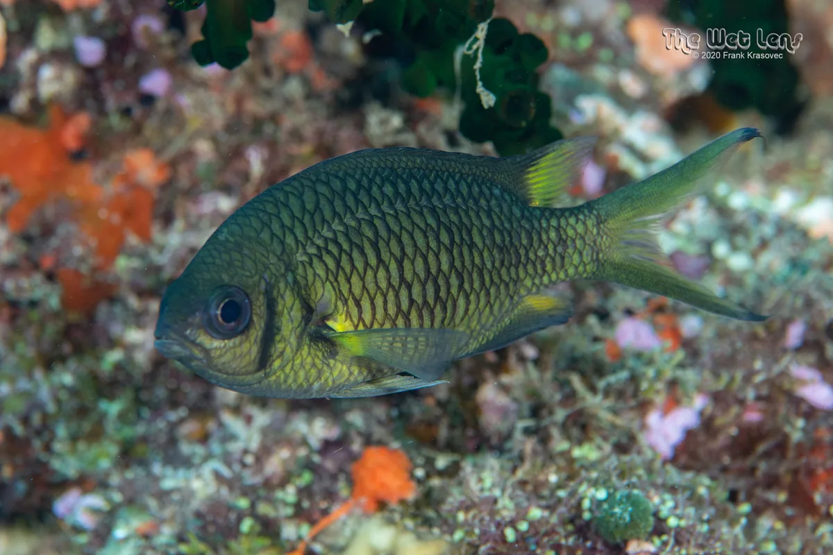Chromis weberi