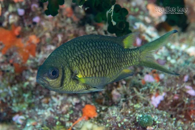Chromis weberi