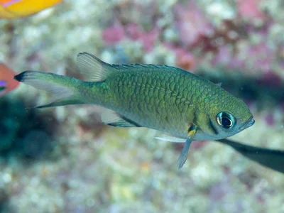 Chromis weberi - New South Wales, Australia