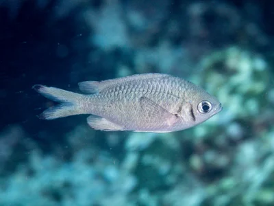Chromis weberi - New South Wales, Australia