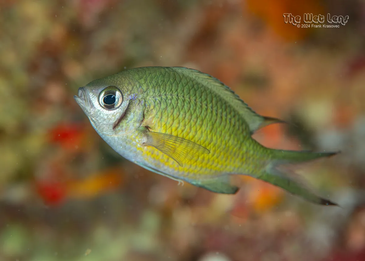 Chromis weberi - Moalboal, Cebu, Philippines