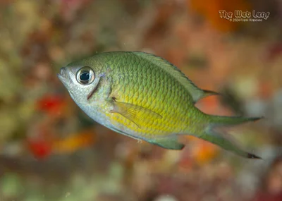 Chromis weberi - Moalboal, Cebu, Philippines