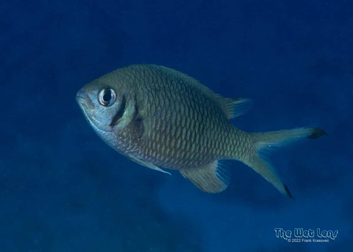 Chromis weberi - Ras Mohammed National Park