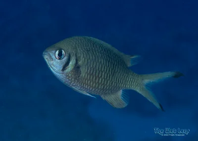 Chromis weberi - Ras Mohammed National Park