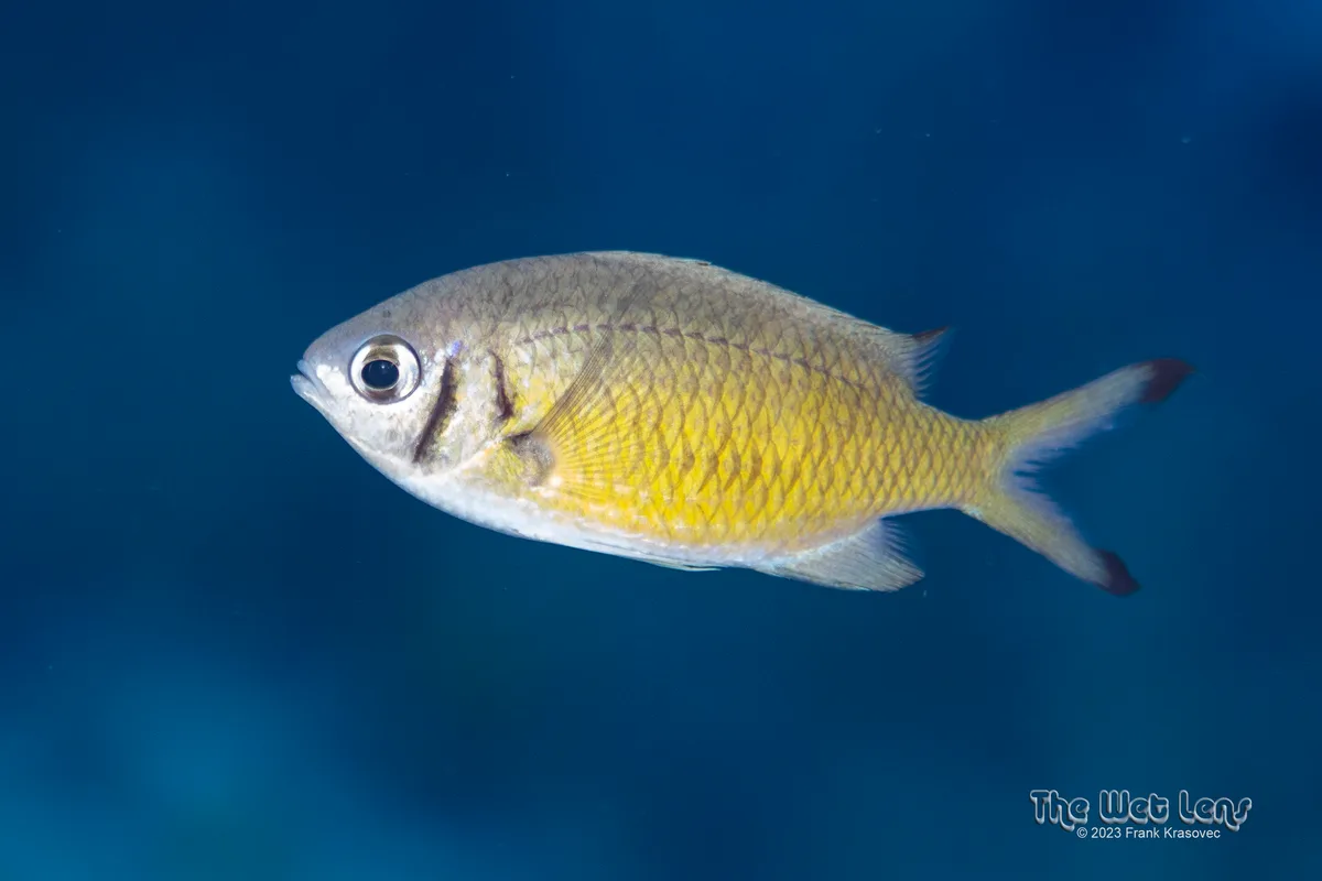 Chromis weberi