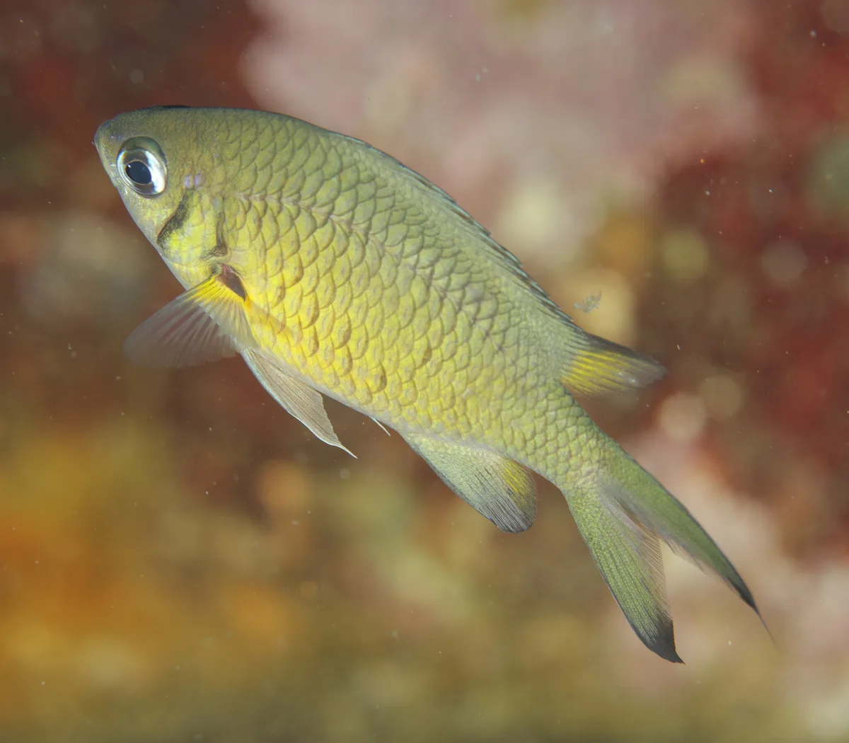 Chromis weberi - Balabag, Malay, Aklan, Philippines