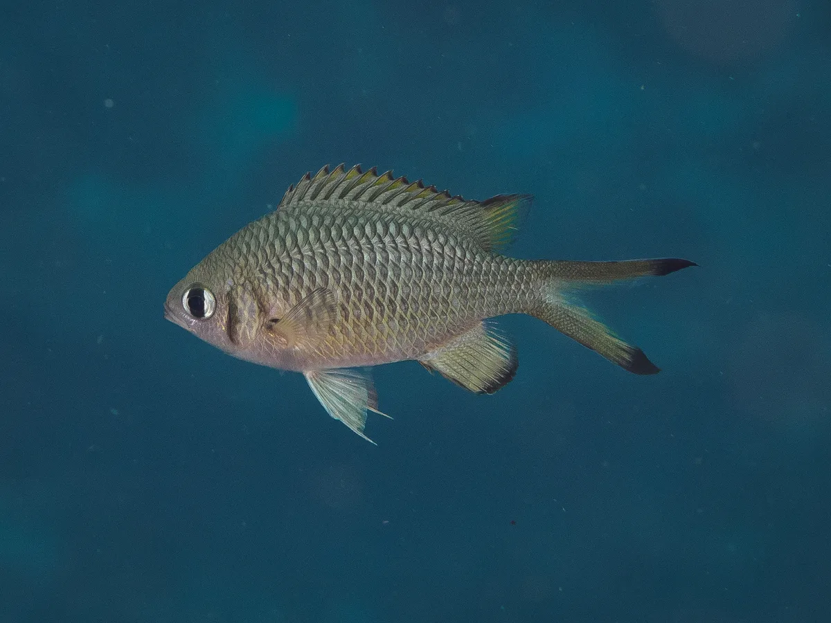 Chromis weberi - Barcoongere NSW 2460, Australia