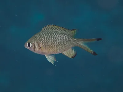 Chromis weberi - Barcoongere NSW 2460, Australia