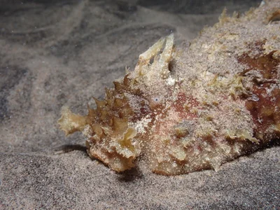 Dolabella auricularia