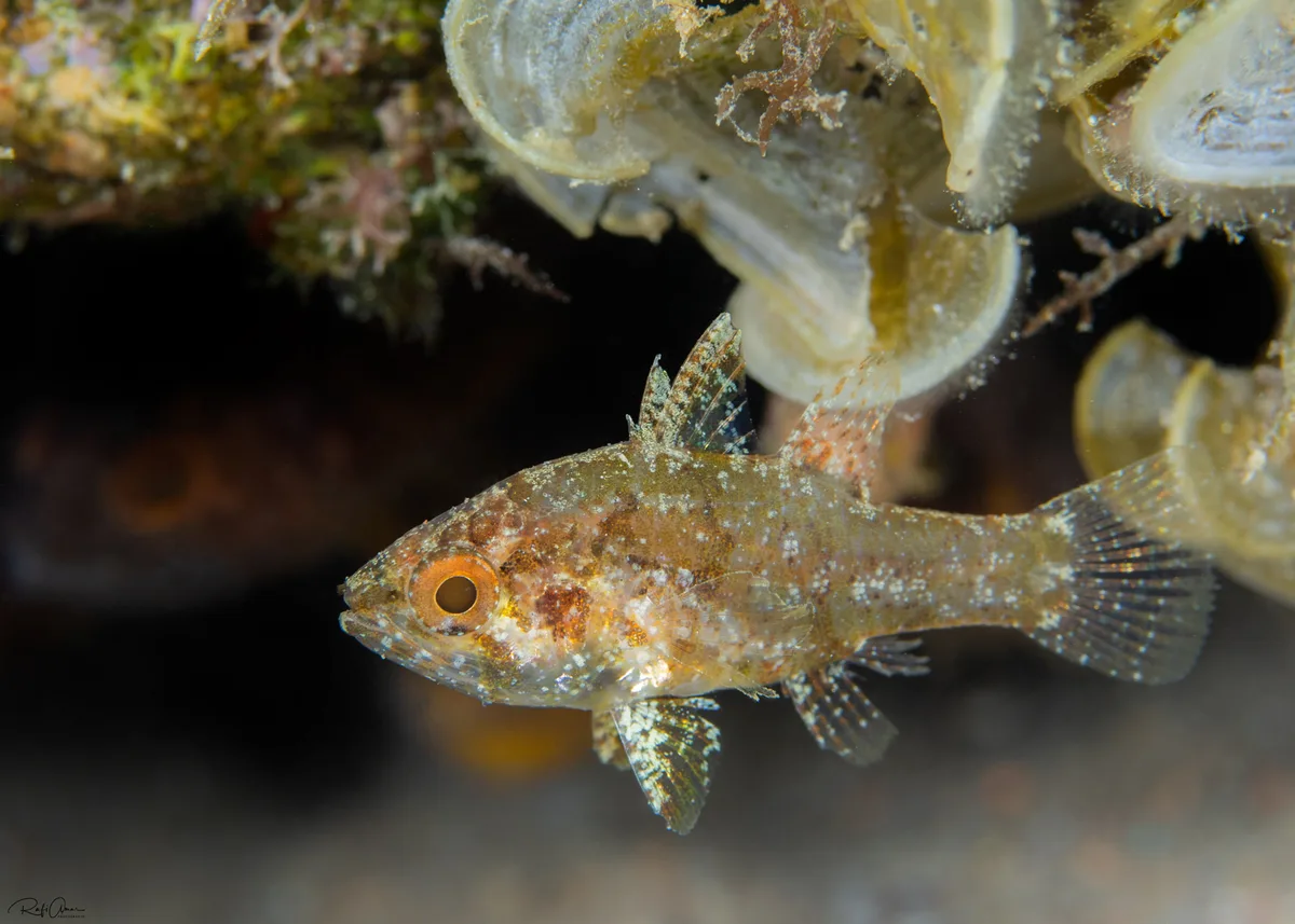 Weedy Cardinalfish