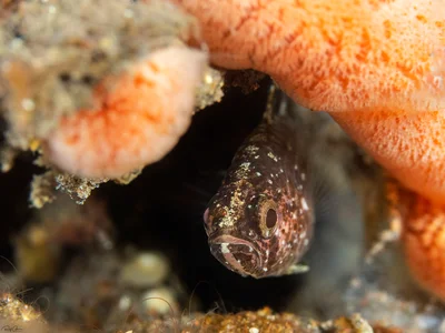 Weedy Cardinalfish - Foa fo