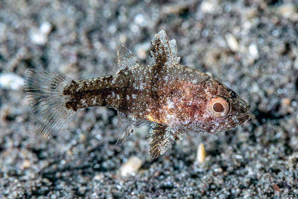 Weedy cardinalfish - Foa fo
