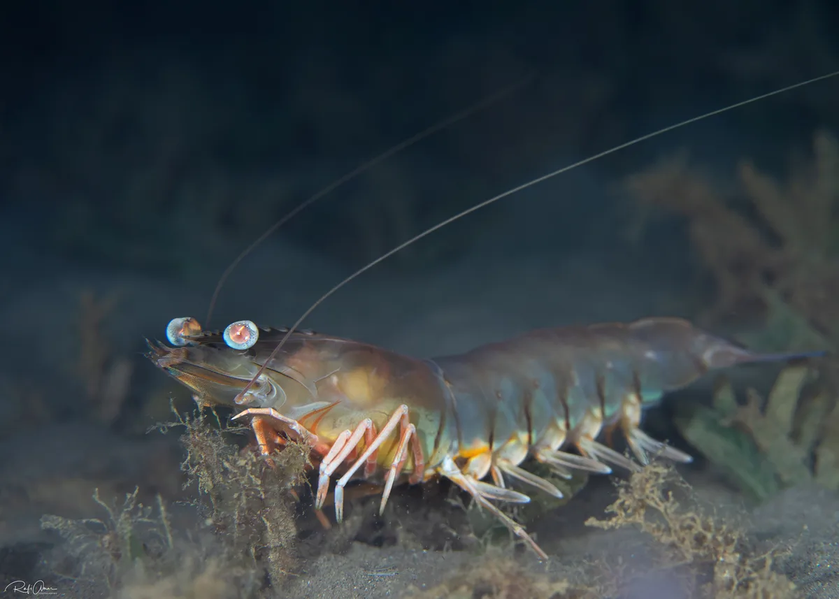 Western King Prawn