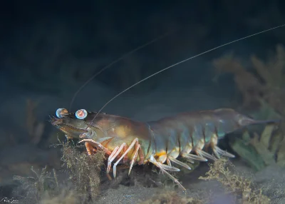 Western King Prawn