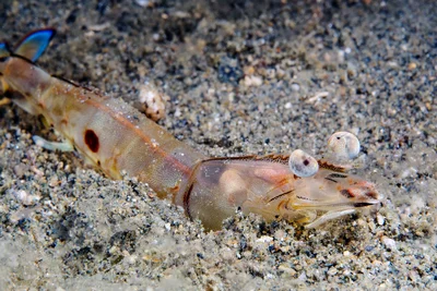 Battleship (Penaeus latisulcatus)