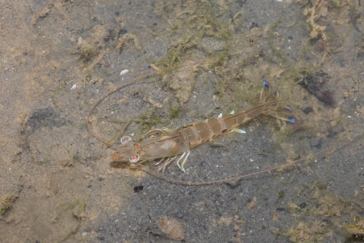 Penaeus latisulcatus - Southern Islands, Singapore