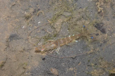 Penaeus latisulcatus - Southern Islands, Singapore