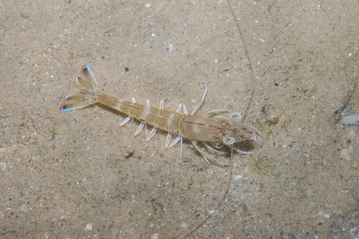Penaeus latisulcatus - Southern Islands, Singapore