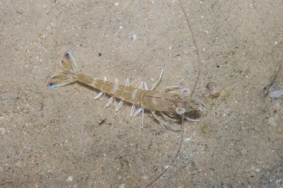 Penaeus latisulcatus - Southern Islands, Singapore