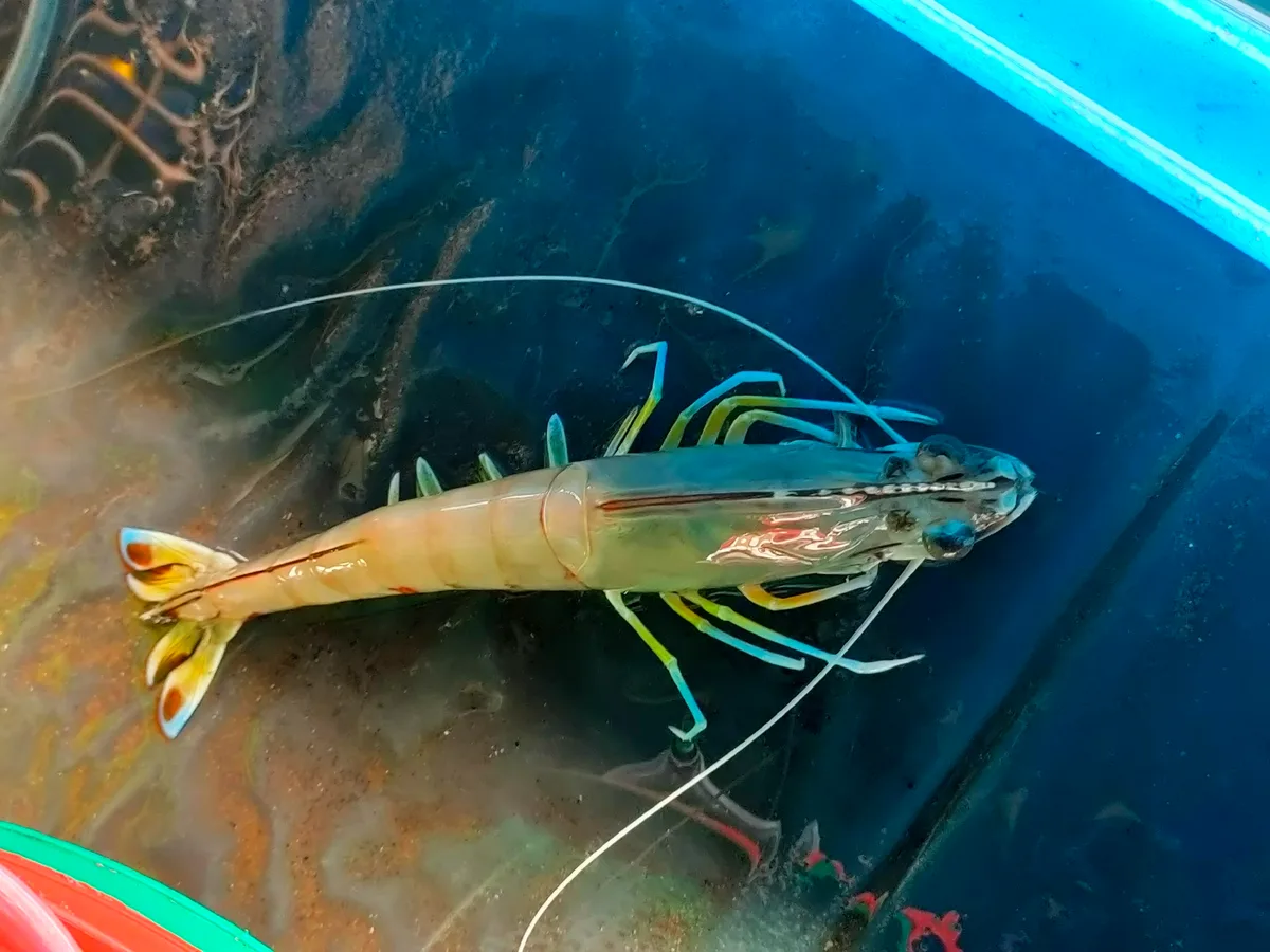 Penaeus latisulcatus - JFMH+CF9, Mueang Klaeng, Mueang Rayong District, Rayong 21160, Thailand