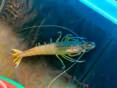 Penaeus latisulcatus - JFMH+CF9, Mueang Klaeng, Mueang Rayong District, Rayong 21160, Thailand