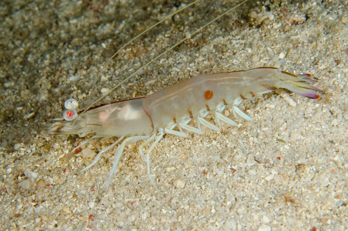 Penaeus latisulcatus - Pulau Kalbur, Adodomolo, Molu Maru, Tanimbar Islands, Maluku, Indonesia