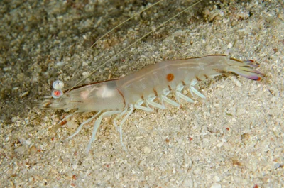 Penaeus latisulcatus - Pulau Kalbur, Adodomolo, Molu Maru, Tanimbar Islands, Maluku, Indonesia
