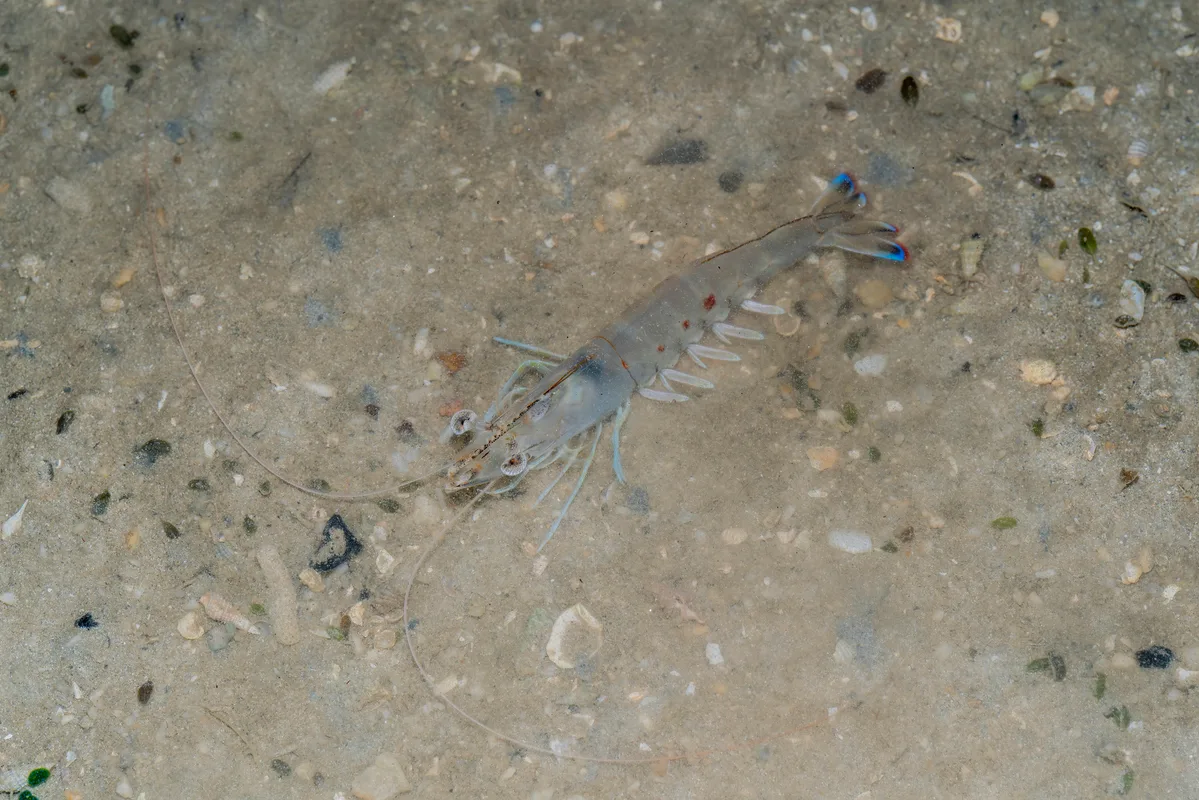 Penaeus latisulcatus - West, Singapore