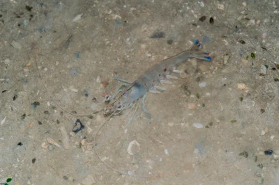Penaeus latisulcatus - West, Singapore