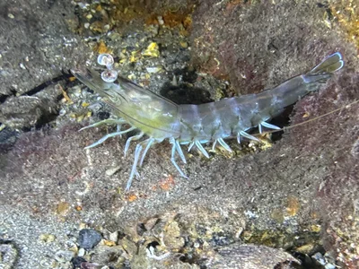 Penaeus latisulcatus - Edithburgh Jetty, Edithburgh, AU
