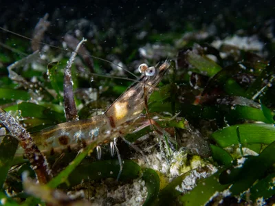 Penaeus latisulcatus