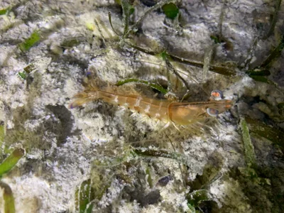 Penaeus latisulcatus