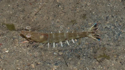 Penaeus latisulcatus - Hantu Island, Singapore