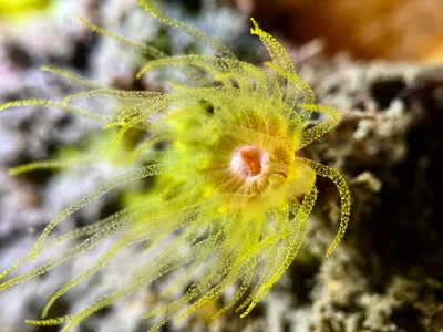 Wettstein's Cup Coral