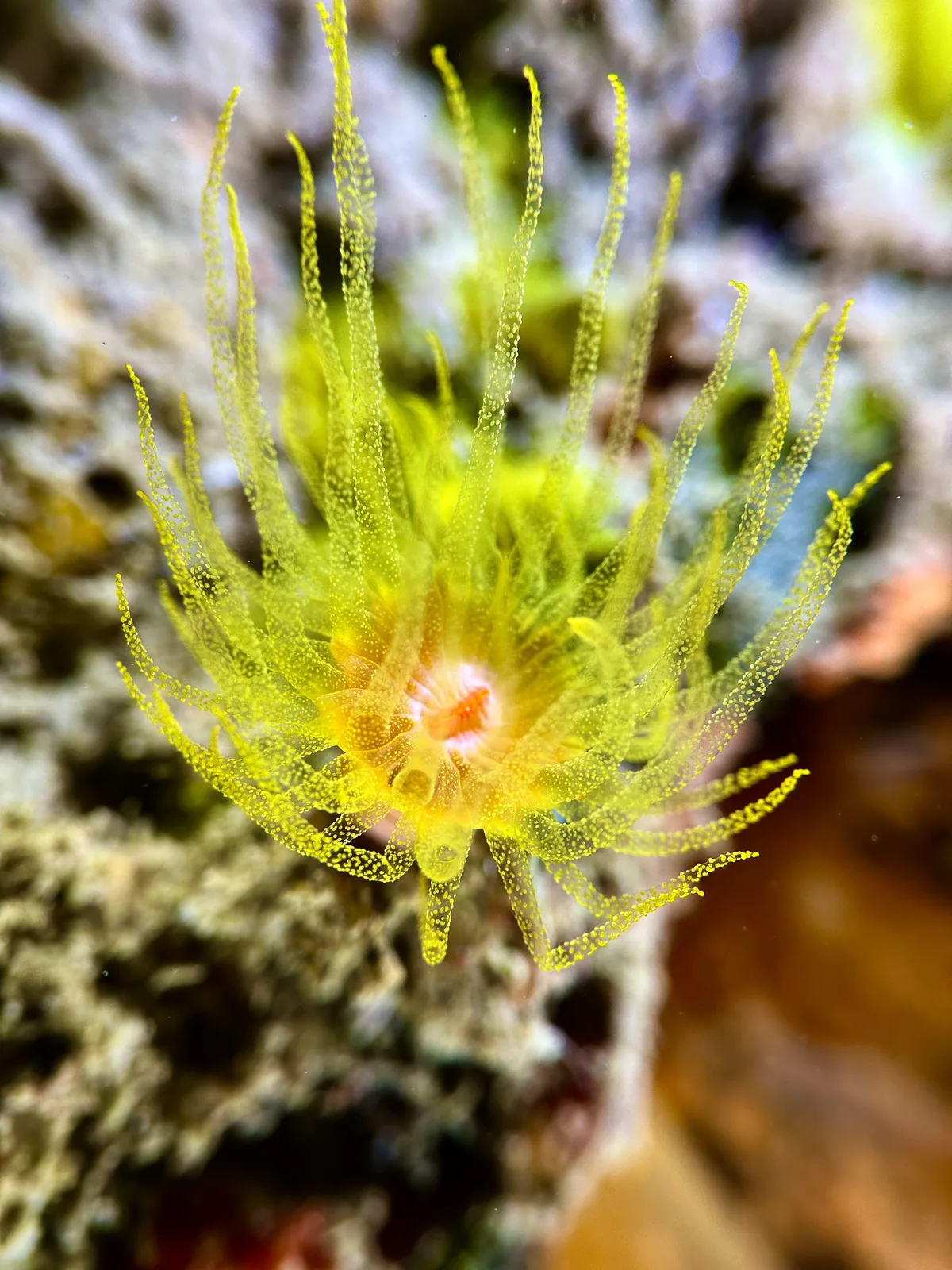 Wettstein's Cup Coral
