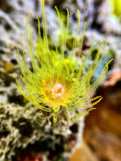 Wettstein's Cup Coral