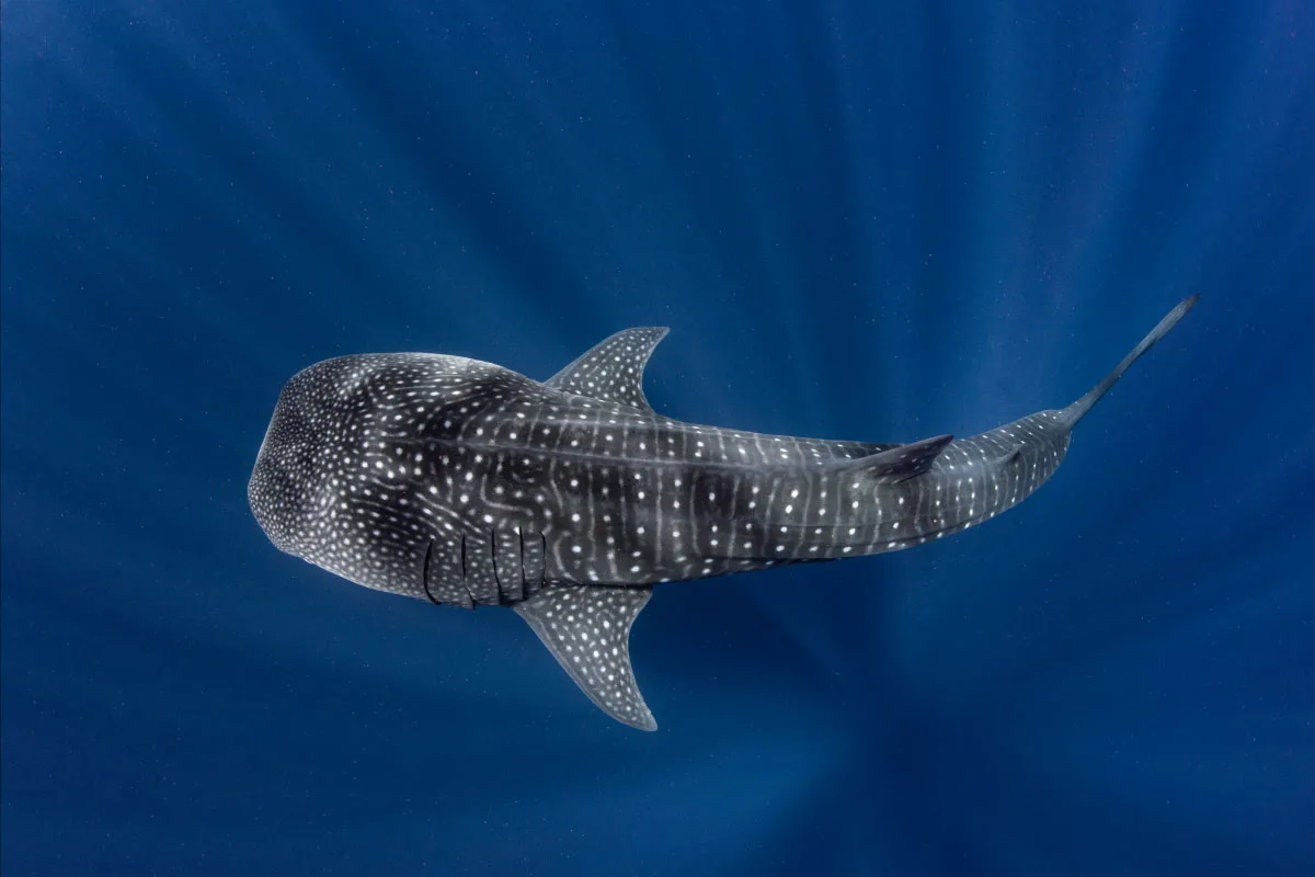 Whale Shark