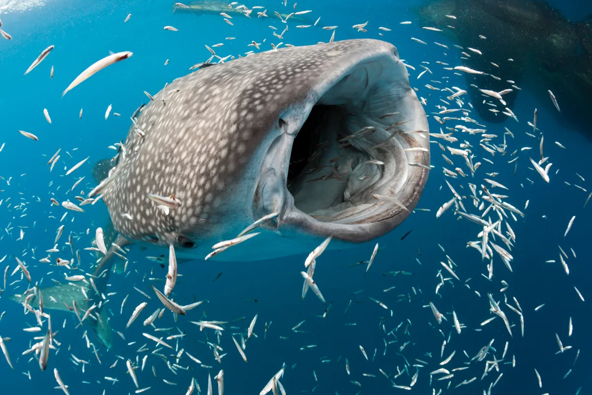 Whale Shark