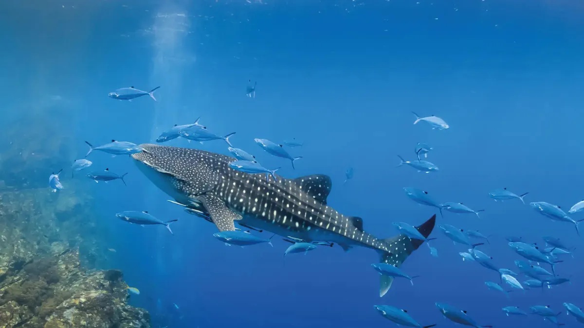 Whale Shark