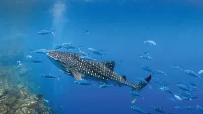 Whale Shark