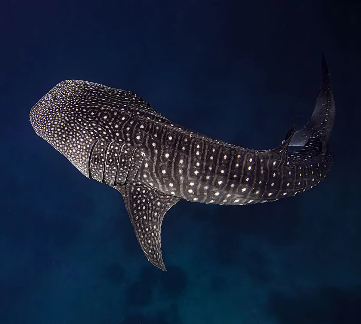 Whale Shark