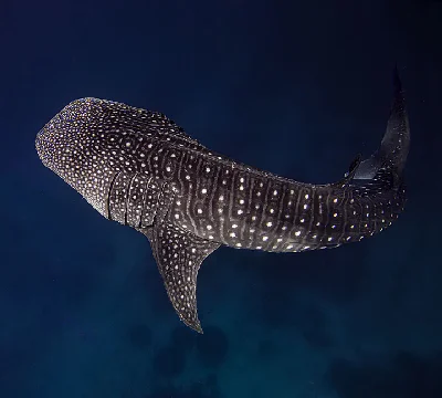 Whale Shark